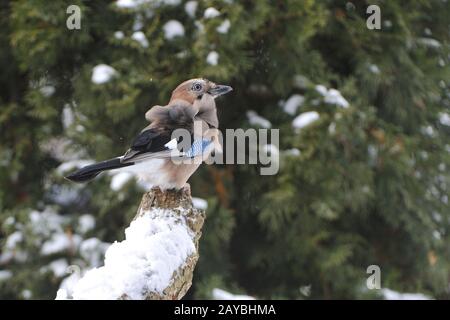Glans Stockfoto