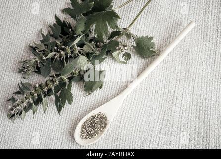 Motherwort - eine Heilpflanze mit einen beruhigenden Effekt Stockfoto