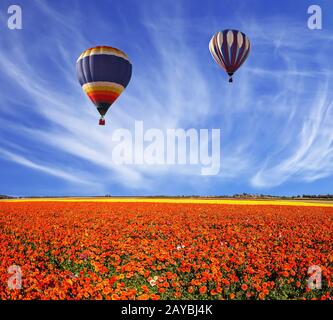 Drei mehrfarbige Luftballons fliegen über Felder roter Butterbecher - Ranunculus. Konzept des ländlichen und extremen Tourismus Stockfoto