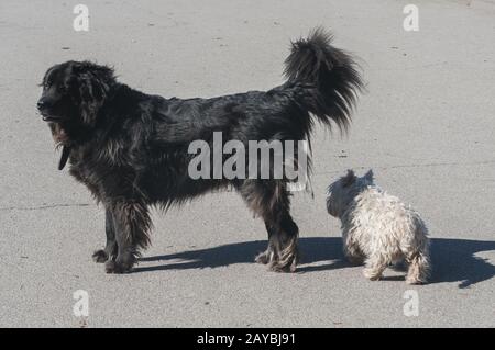 Neufundland schwarzer Hund und weiß scotch Terrier zusammen bleiben auf der Park Alley im sonnigen Tag Stockfoto