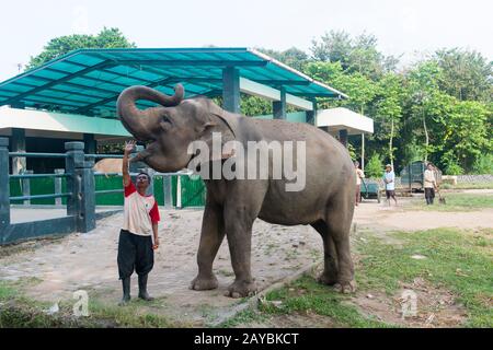 Asiatische Elefanten im Borobudur Tempelkomplex im Zentrum von Java, Indonesien. Stockfoto