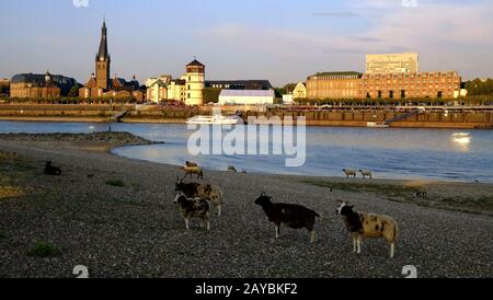 Schaf am Rhein Stockfoto