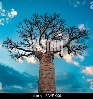 Sonnenaufgang über Allee der Baobabs, Madagaskar Stockfoto