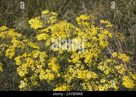 Ragwort, St. James-wort, übliches Ragwort, stinkender willie, tansiger Ragwort oder Benweed Stockfoto