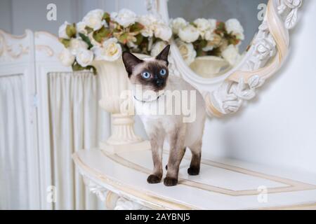 Zweifarbige Katze ohne Schwanz Mekong Bobtail Rasse mit Schmuckstück kostbare Kette von Perlen um den Hals. Katz Und Halskette. Blauäugig Stockfoto