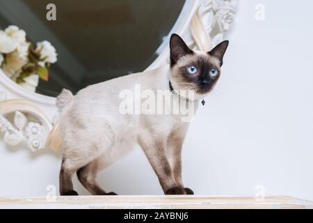 Zweifarbige Katze ohne Schwanz Mekong Bobtail Rasse mit Schmuckstück kostbare Kette von Perlen um den Hals. Katz Und Halskette. Blauäugig Stockfoto