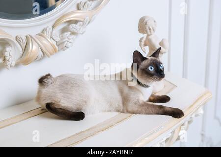 Zweifarbige Katze ohne Schwanz Mekong Bobtail Rasse mit Schmuckstück kostbare Kette von Perlen um den Hals. Katz Und Halskette. Blauäugig Stockfoto