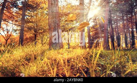 Schöne herbstliche Waldlichtung Hintergrund. Herbst Konzept. Stockfoto