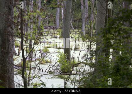 Sumpf, Plagefenn, Brandenburg, Uckermark, Ostdeutschland Stockfoto