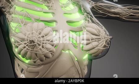 Die menschliche Lunge Radiologie Prüfung Stockfoto