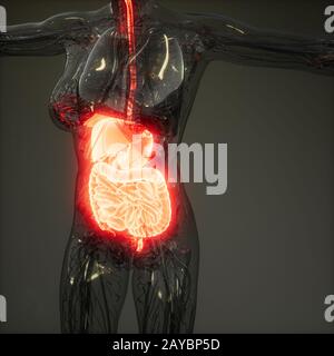 3D-Illustration des menschlichen Verdauungssystems Teile und Funktionen Stockfoto