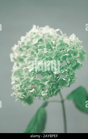 Nahaufnahme der eine blühende Hortensie Blume Stockfoto