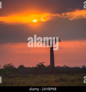 Sonnenaufgang über Allee der Baobabs, Madagaskar Stockfoto