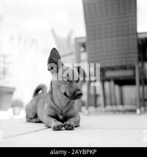 Porträt eines jungen Hundes. Mischbrüte aus deutschem Schepard, chihuahua und Parson Jack russell Terrier. Aufnahme im analogen Mittelformat Stockfoto