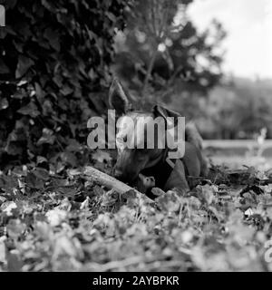 Porträt eines jungen Hundes. Mischbrüte aus deutschem Schepard, chihuahua und Parson Jack russell Terrier. Aufnahme im analogen Mittelformat Stockfoto