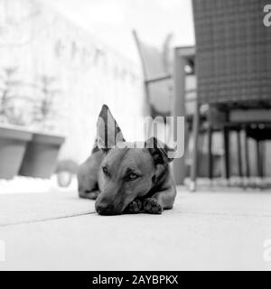 Porträt eines jungen Hundes. Mischbrüte aus deutschem Schepard, chihuahua und Parson Jack russell Terrier. Aufnahme im analogen Mittelformat Stockfoto