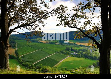 Weinberge in der Nähe von Castell in Unterfranken Stockfoto