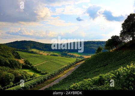Weinberge in der Nähe von Castell in Unterfranken Stockfoto