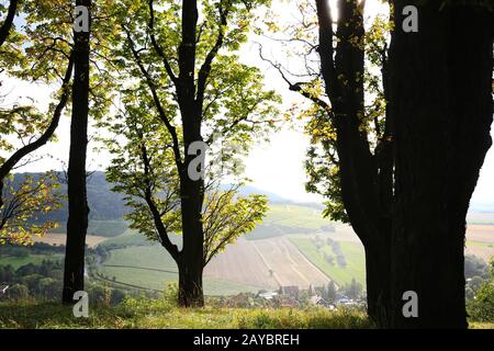 Weinberge in der Nähe von Castell in Unterfranken Stockfoto