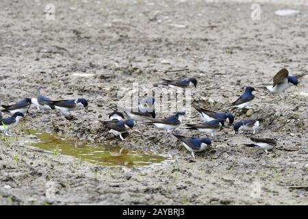 Haus martins baut Nester Stockfoto