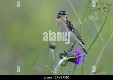 Braunkehlchen Stockfoto