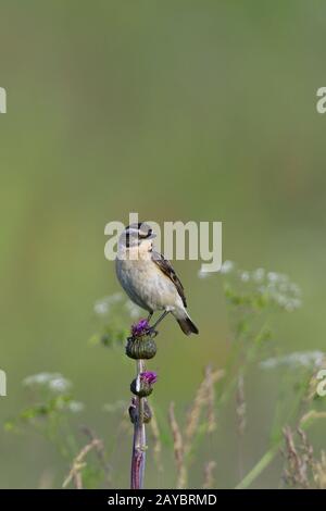 Braunkehlchen Stockfoto