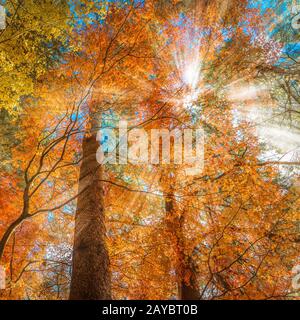 Multi Color Bäume in den Wald Stockfoto