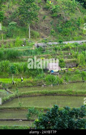 Blick auf terrassenförmige Reisfelder in der Nähe von Tirtagangga, Bali, Indonesien. Stockfoto
