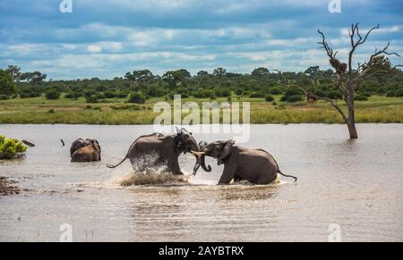 Junge Elefanten Spielen im Wasser, Krüger Nationalpark, Südafrika. Stockfoto