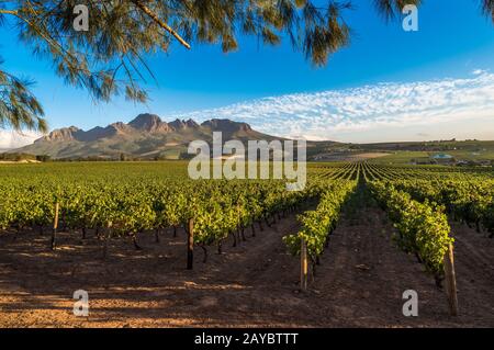 Die schöne Landschaft der Cape Winelands, Weinbaugebiet in Südafrika Stockfoto