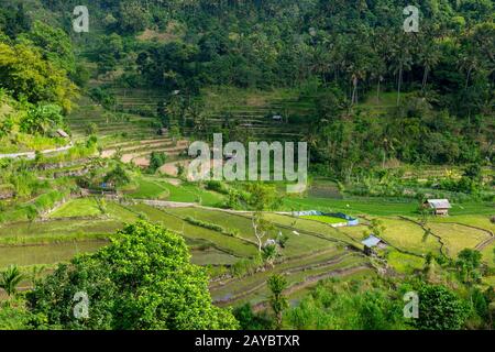 Blick auf terrassenförmige Reisfelder in der Nähe von Tirtagangga, Bali, Indonesien. Stockfoto