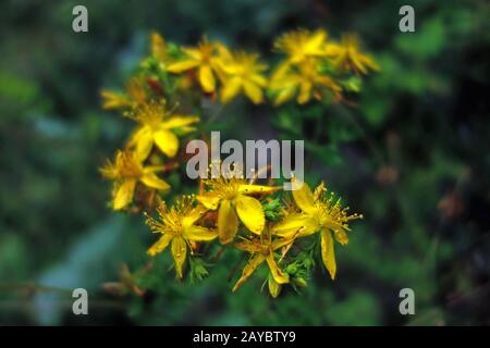 hypericum Stockfoto