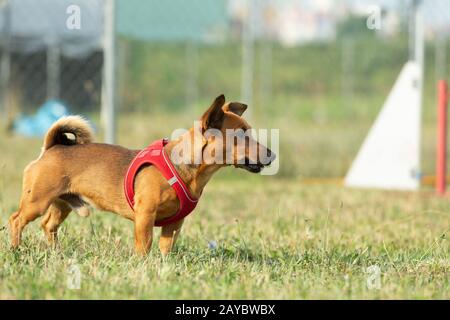 Ein junger brauner gemischter Rasseparson-Terrier und deutscher Hirtenhund an der Hundeschule, der auf ein Kommando oder ein Signal wartet. Fast altern Stockfoto