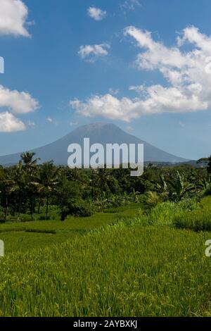 Reisfelder mit dem Berg Agung, (ein aktiver Vulkan) in der Nähe des Ujung Water Palace (Taman Ujung), auch bekannt als Sukasada Park, East Bali, Indonesien. Stockfoto