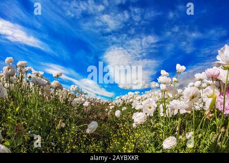 Am blauen Himmel schwebende Lichtwolken Stockfoto