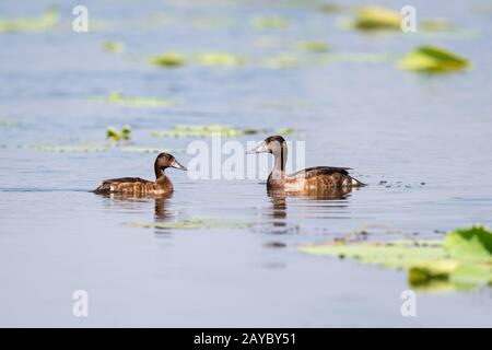 Ferruginöser Obstgarten, Aythya nyroca Stockfoto