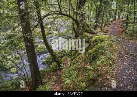 Im Naturschutzgebiet Triebtal im Vogtland Stockfoto