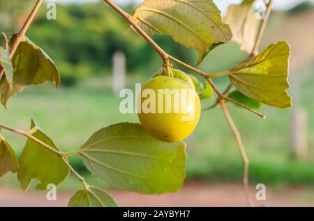 Isoliertes Ziziphus Mauritiana (Coolie Plum) Stockfoto