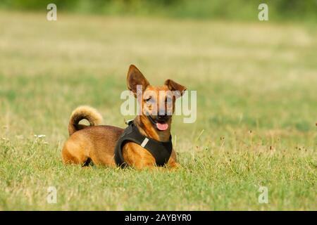 Niedliche Mischling Hund spielen auf einer Wiese. Alter von fast 2 Jahren. Parson Jack Russell - Deutscher Schäferhund - Chihuahua mix. Stockfoto