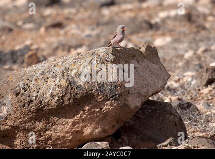 Trompeter Finch, Molinos, Fuerteventura, Spanien, Kanarische Inseln Stockfoto