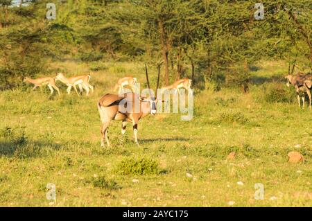 Orix mit Impalas in der Savanne Stockfoto