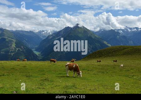 Zillertaler alpen, Weidekühe auf der alp Penken, Blick auf das Stillup-Tal mit Stillup-Reservoir Stockfoto