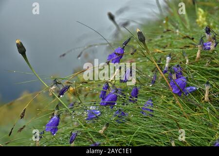 Feen, Ohrenblättrige Glockenblume, feines Dimmel, mit Dewdrops Stockfoto