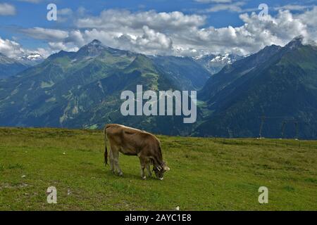 Zillertaler alpen, Weidekuh, Blick auf das Stillautal bei Mayrhofen, österreich, europa Stockfoto