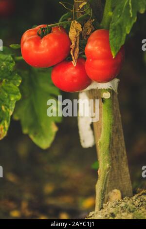 Rote Tomaten in einem Garten Stockfoto