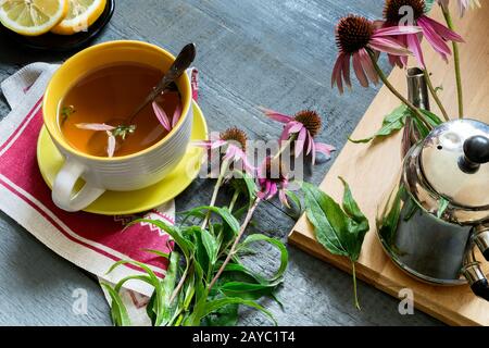 Echinacea ist eine Heilpflanze mit das Immunsystem stimulierende Effekte Stockfoto