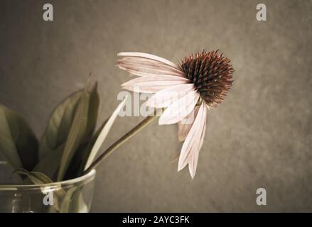 Die Blume von Echinacea purpurea Close-up in einem Glas Stockfoto