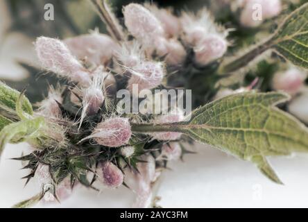 Motherwort - eine Heilpflanze mit einen beruhigenden Effekt Stockfoto