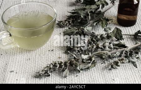 Motherwort - eine Heilpflanze mit einen beruhigenden Effekt Stockfoto