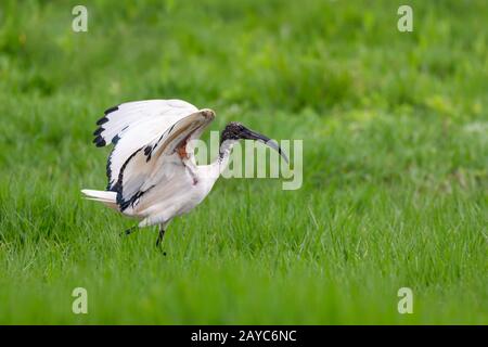 Vogel-Afrikanisches Sakrales Ibis, Äthiopien-Safari-Tierwelt Stockfoto